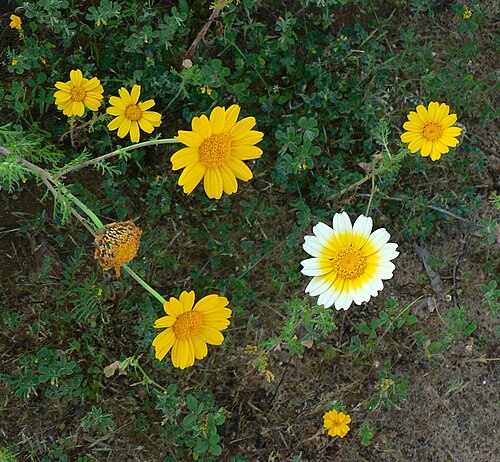 Image recadrée du chrysanthème Garland, format d'image 1,081