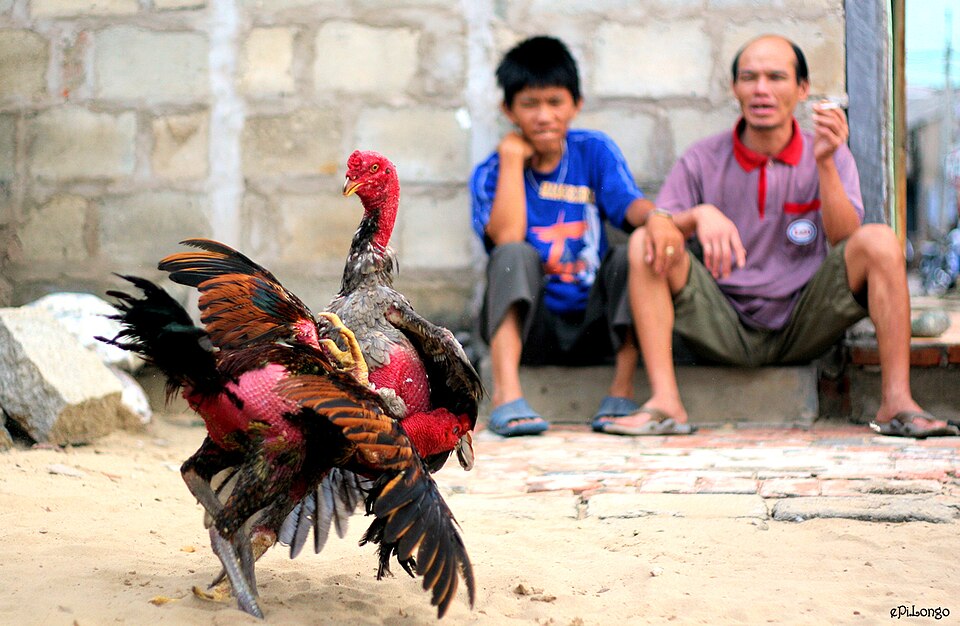 Combats de coqs au Vietnam