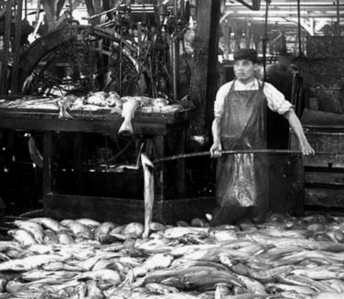 Un ouvrier chinois charge des carcasses de saumon dans une machine Iron Chink. Un tas de carcasses de saumon recouvre le sol.