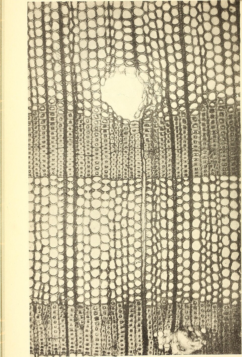 Coupe transversale du bois, coupant à travers les tubes trachéides, montrant les cernes de croissance saisonnière rapide (grandes cellules, bois initial) et lente.