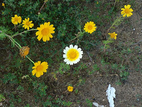 La photo originale, format d'image 1,333, la partie inférieure droite montre des déchets de couleur blanche et la partie supérieure droite montre une fleur morte, et les deux sont des objets indésirables.