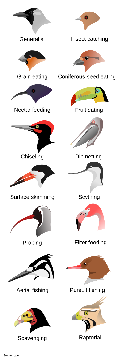 Illustration des têtes de 16 types d'oiseaux avec différentes formes et tailles de bec