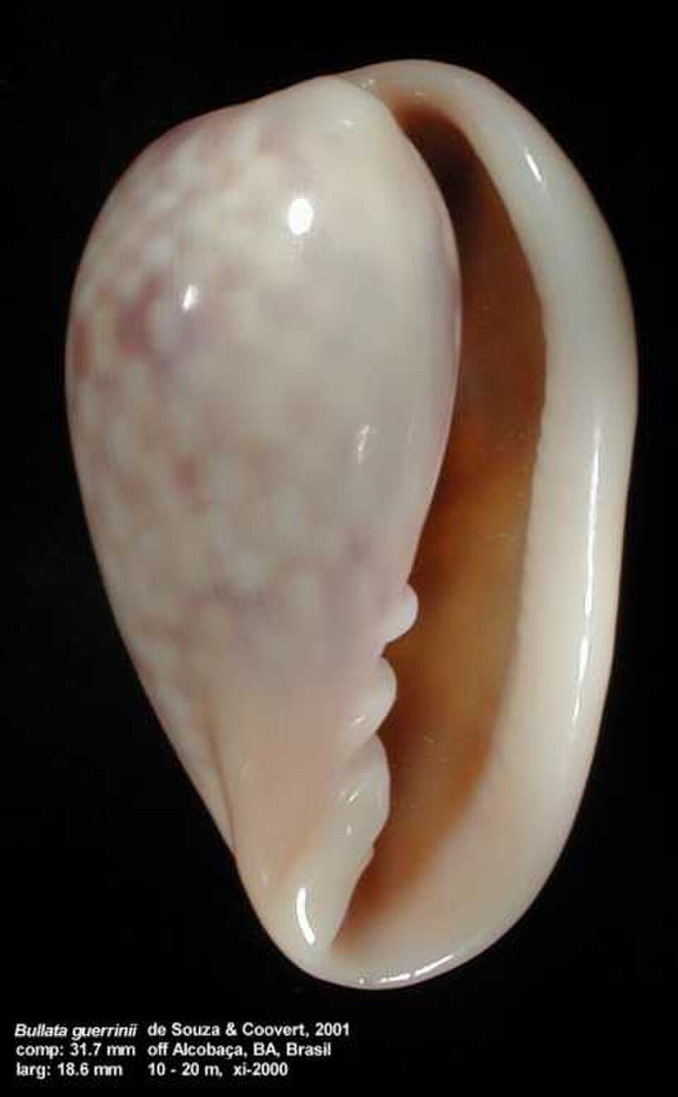 forme d'oeuf