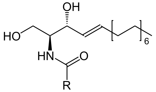 céramide