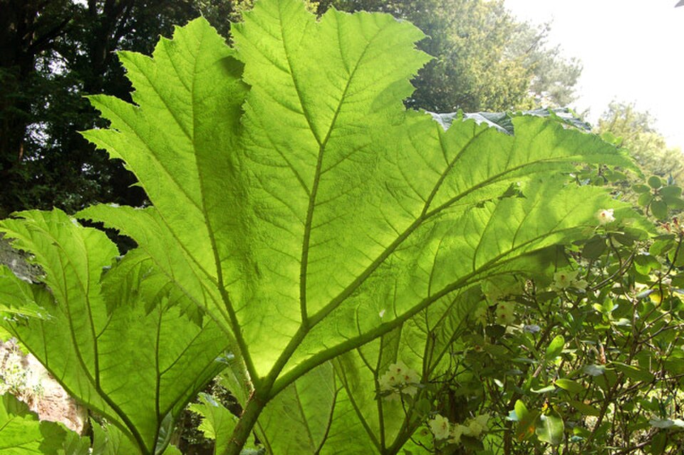 Le gunnera capte la lumière du soleil pour la photosynthèse grâce à la grande surface de ses feuilles, soutenues par de fortes nervures.