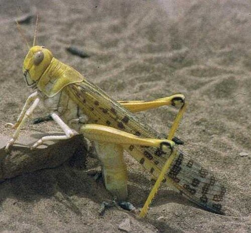 Le criquet pèlerin Schistocerca gregaria pond ses œufs dans le sable