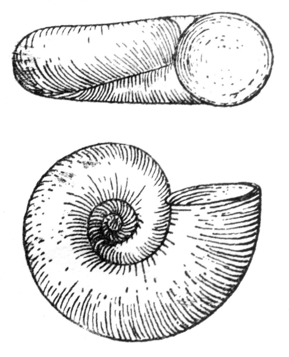 planispirale