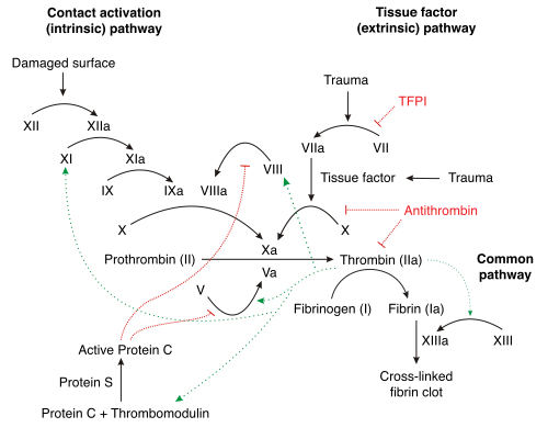 Schéma des voies de coagulation sanguine (thrombine ; à gauche) et de protéine C (à droite). Dans la voie de coagulation sanguine, la thrombine agit pour convertir le facteur Xi en XIa, le VIII en VIIIa, le V en Va, le fibrinogène en fibrine. De plus, la thrombine favorise l'activation et l'agrégation plaquettaires via l'activation des récepteurs activés par la protéase sur la membrane cellulaire de la plaquette. La thrombine passe également dans la voie de la protéine C en convertissant la protéine C en APC. L'APC convertit à son tour le facteur V en Vi et le VIIIa en VIIIi. Enfin, l'APC active PAR-1 et EPCR.