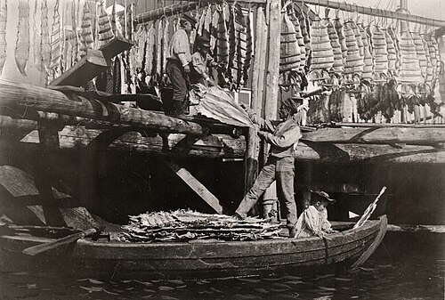 Préparation de lings à Mollösund, en Suède, en 1899