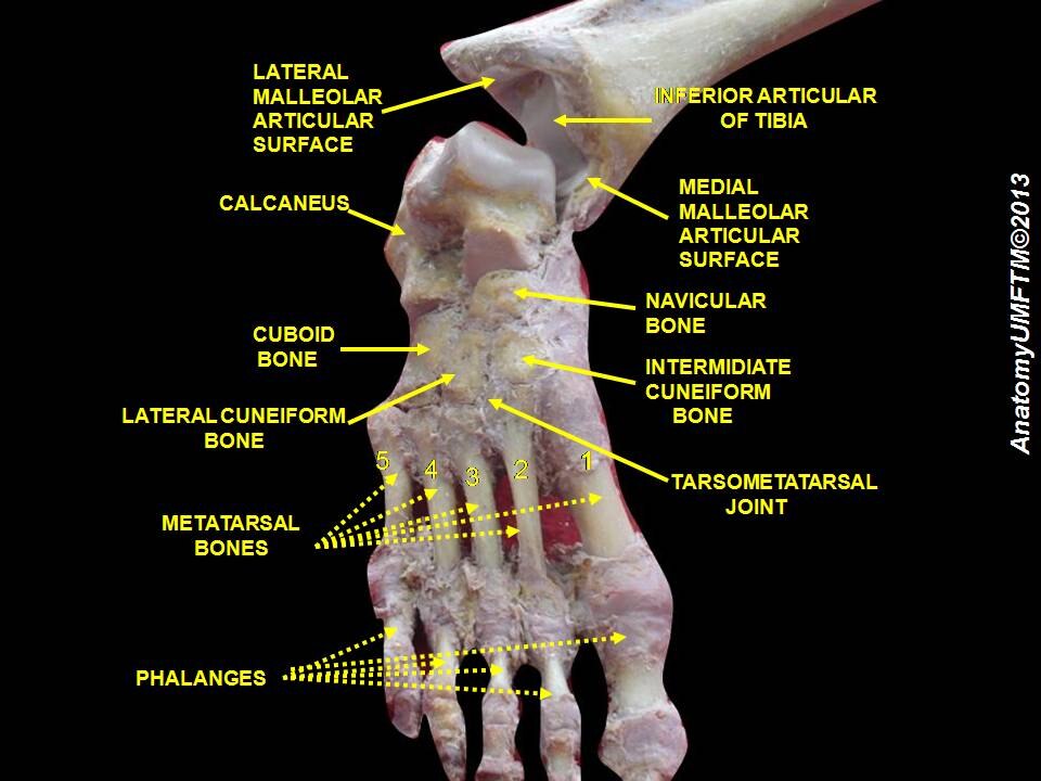 Articulation de la cheville. Dissection profonde.
