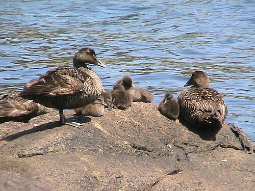 Petite crèche d'eiders : trois femelles adultes sur six canetons à Biddeford Pool, ME.