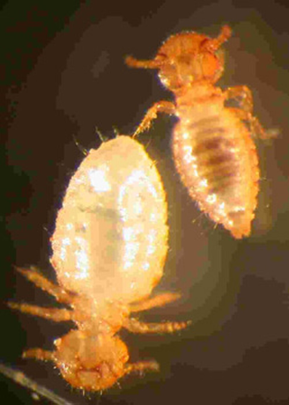 Bovicola limbata, un pou ischnocère des chèvres. Cette espèce présente un dimorphisme sexuel, le mâle étant plus petit que la femelle.