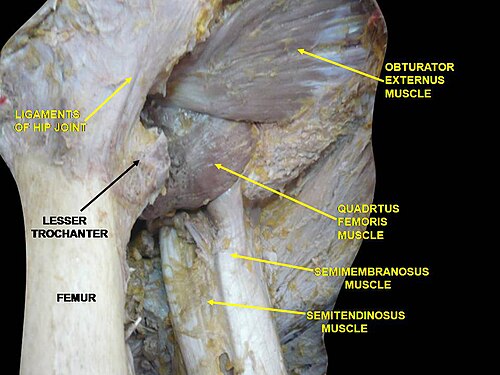 Muscles de la cuisse. Vues antérieures.