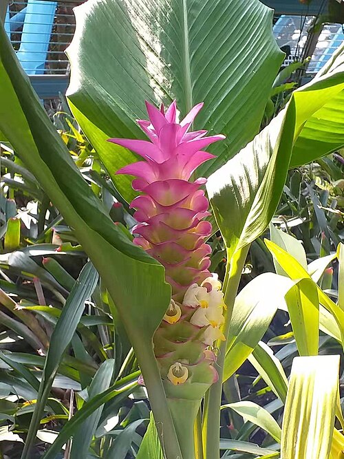 Les bractées roses de Curcuma petiolata