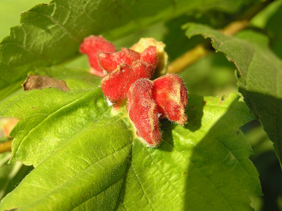 Galles foliaires en crête de coq (puceron Colopha compressa), Pologne