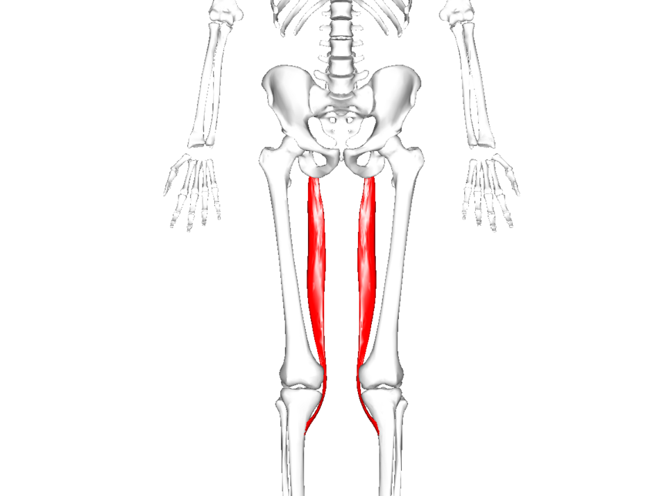 muscle semi-tendineux
