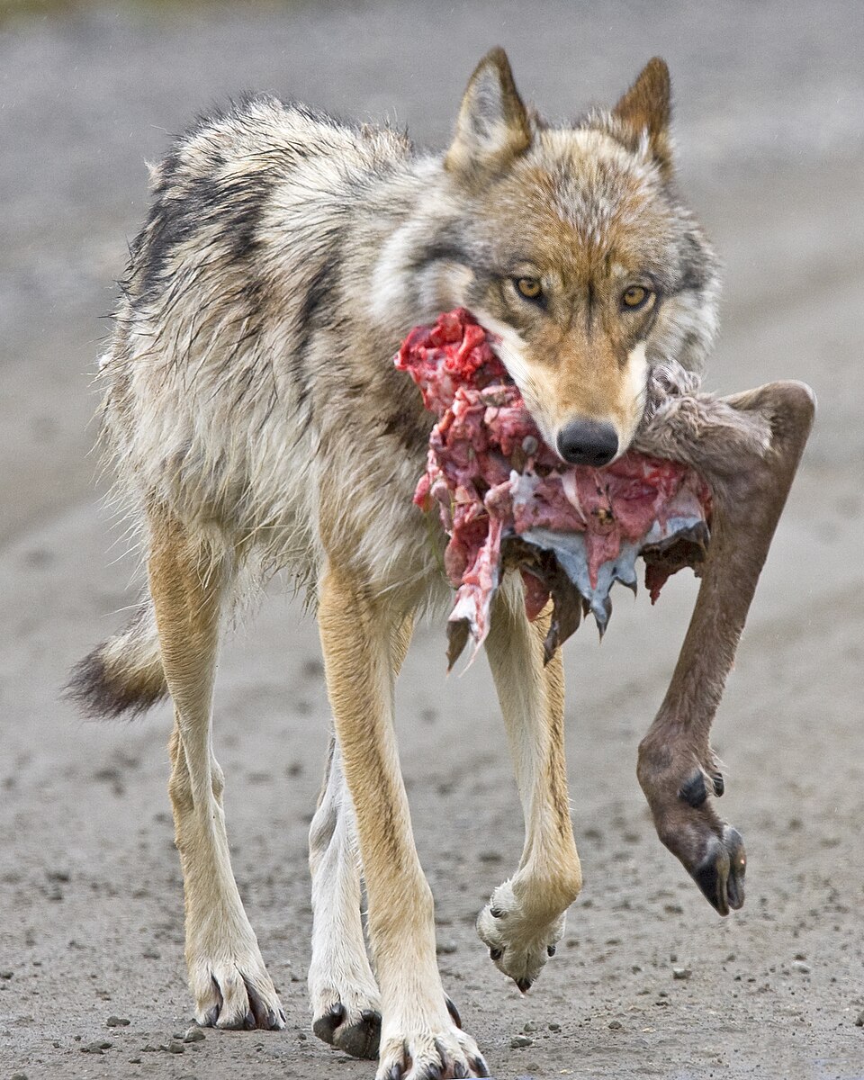 Photographie d'un loup transportant une patte de caribou dans sa gueule