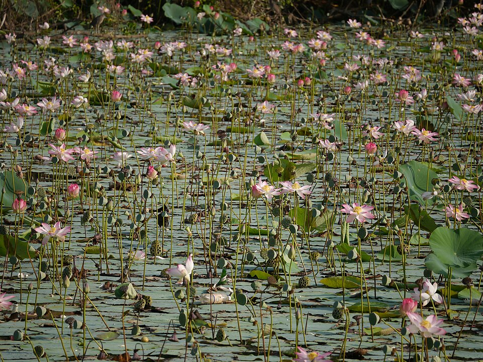 Le Nelumbo nucifera, le lotus sacré, pousse dans les eaux douces et chaudes de toute l'Asie tropicale et subtropicale.