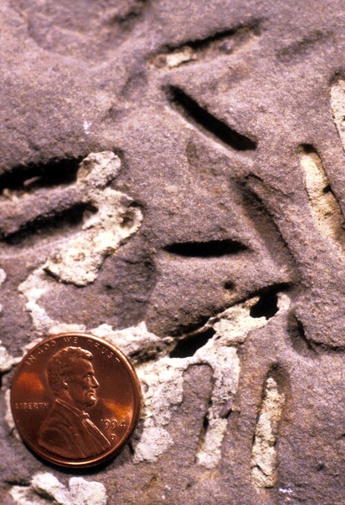 Forages de Petroxestes dans un sol dur de l'Ordovicien supérieur, sud de l'Ohio ; voir Wilson et Palmer (2006).