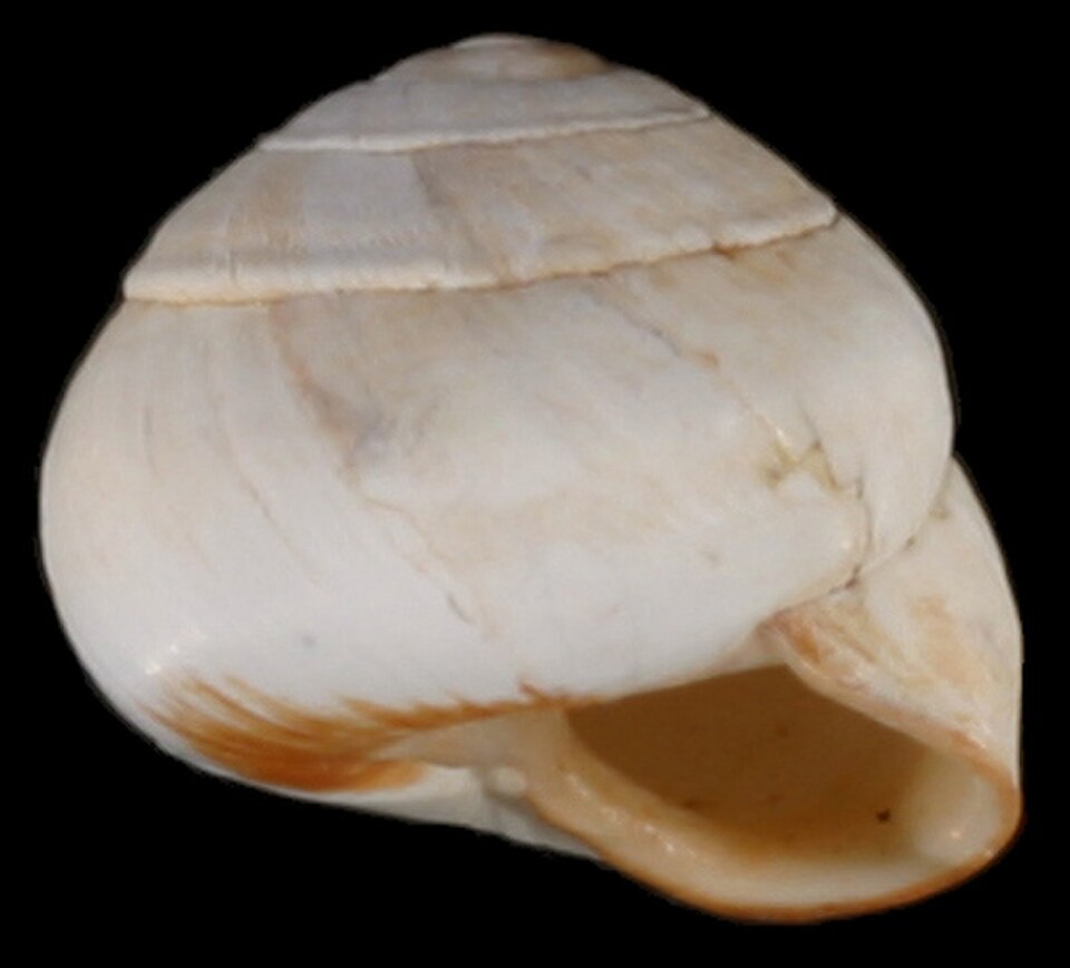coquille globuleuse de Sphincterochila candidissima