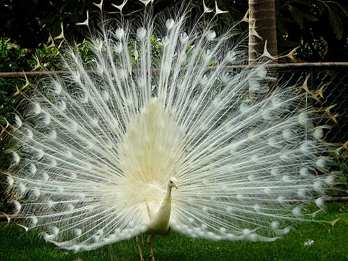 Paon indien leucistique (Pavo cristatus)