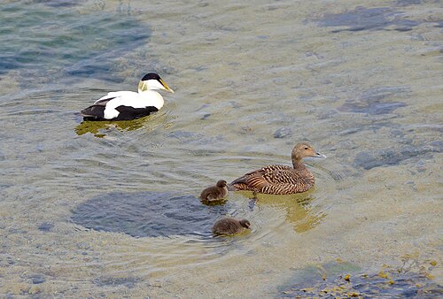 Eider à duvet avec ses canetons nageant
