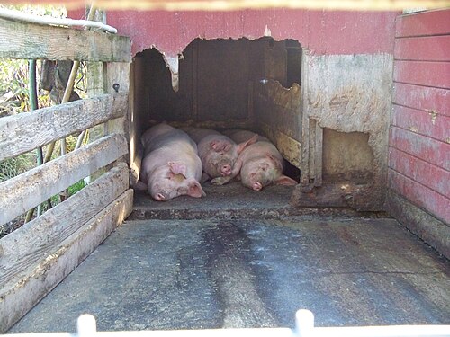 Trois cochons dorment