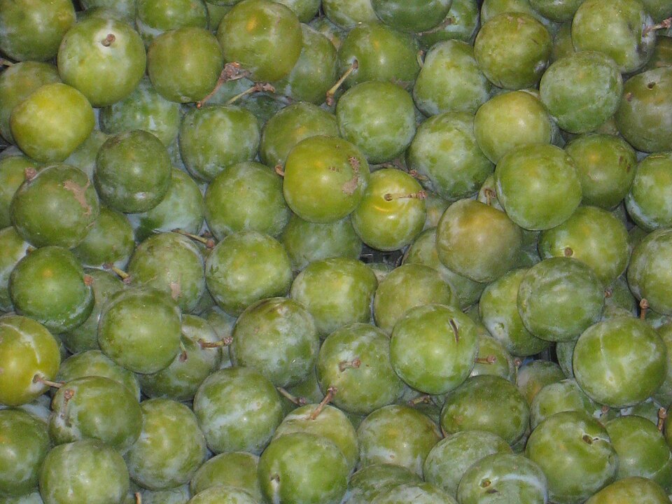 Reines-claudes (prunes européennes)