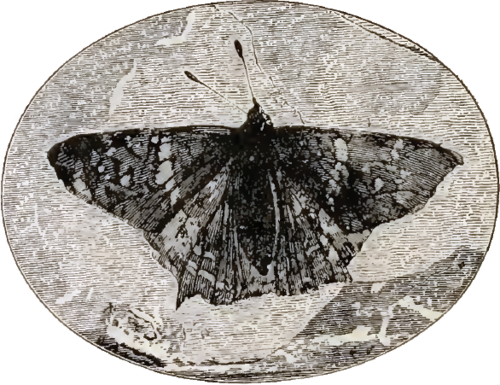 Prodryas persephone, un papillon de l'Éocène supérieur des gisements fossilifères de Florissant, gravure de 1887