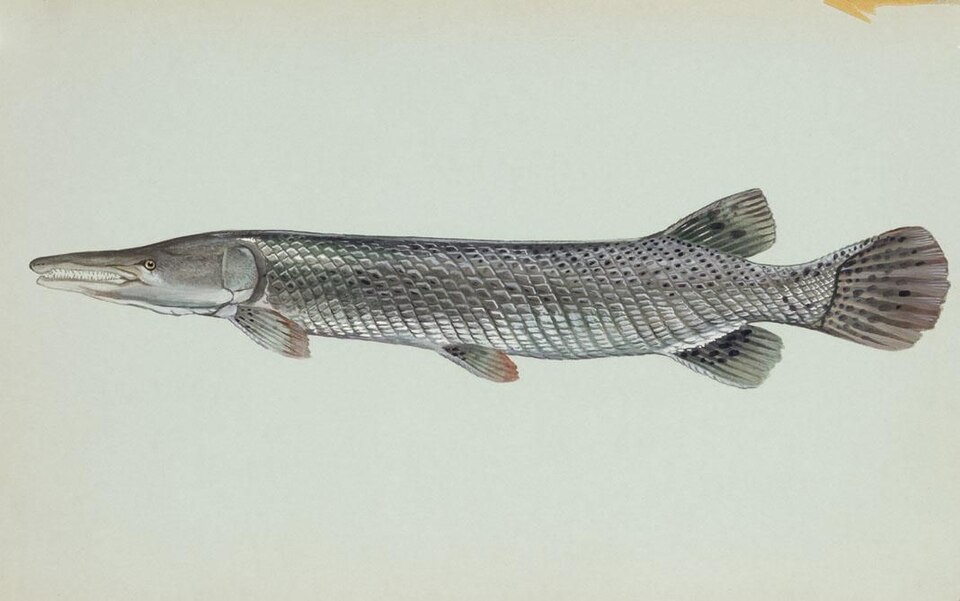 Le gar alligator possède une armure résistante d'écailles ganoïdes de forme rhomboïdale.[19]