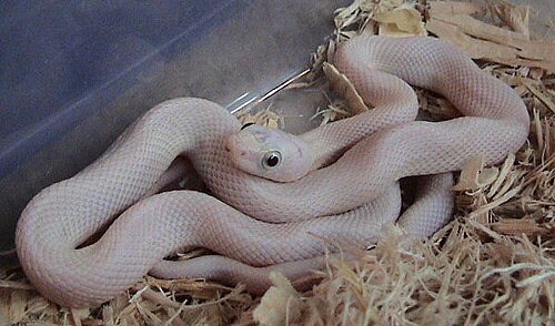 Serpent ratier leucistique du Texas (Pantherophis obsoletus)