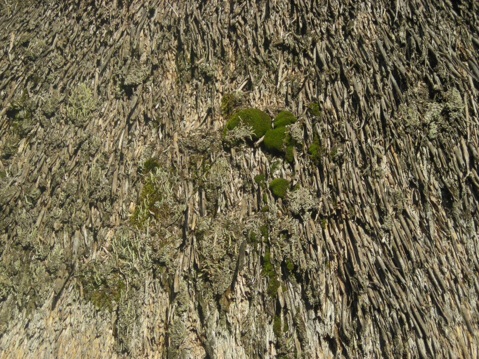 Couche extérieure de mousse et de lichen poussant sur le chaume