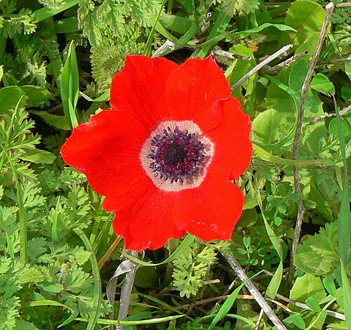 Image recadrée d'Anémone coronaria, format d'image 1,065, dans laquelle la fleur remplit la majeure partie du cadre