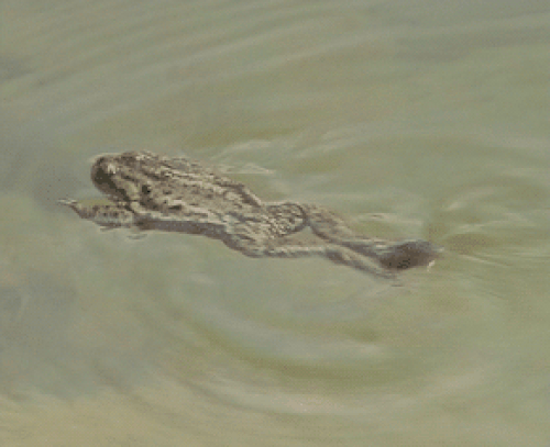 Crapaud commun nageant