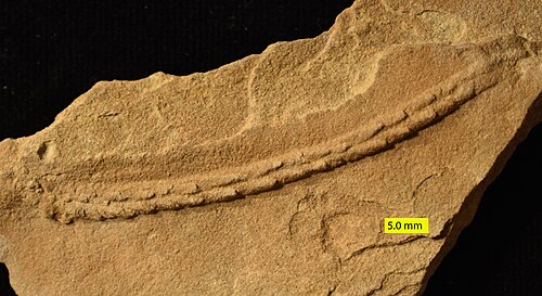 Trace fossile de Gyrochorte de la formation de Carmel (Jurassique moyen) du sud-ouest de l'Utah