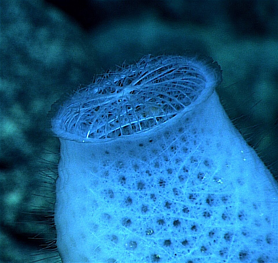 Le squelette en spicules de silice d'une corbeille de Vénus, une éponge de verre