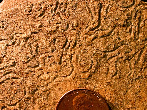 Helminthopsis ichnosp., un fossile de trace de la formation Logan (Carbonifère inférieur) de Wooster, Ohio