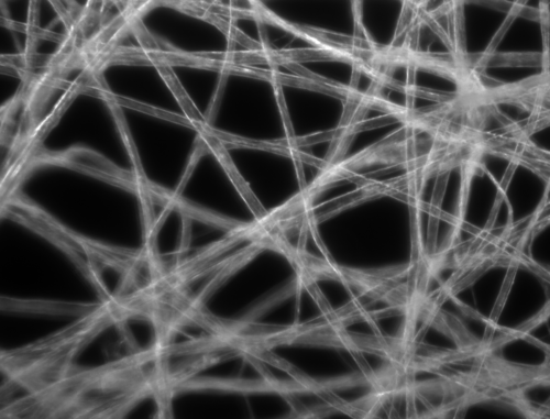 Éclairage en champ sombre, le contraste de l'échantillon provient de la lumière diffusée par l'échantillon.