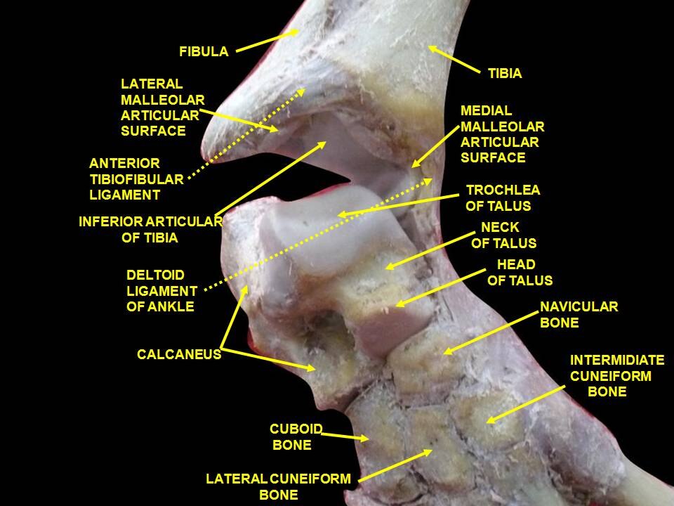Articulation de la cheville. Dissection profonde.