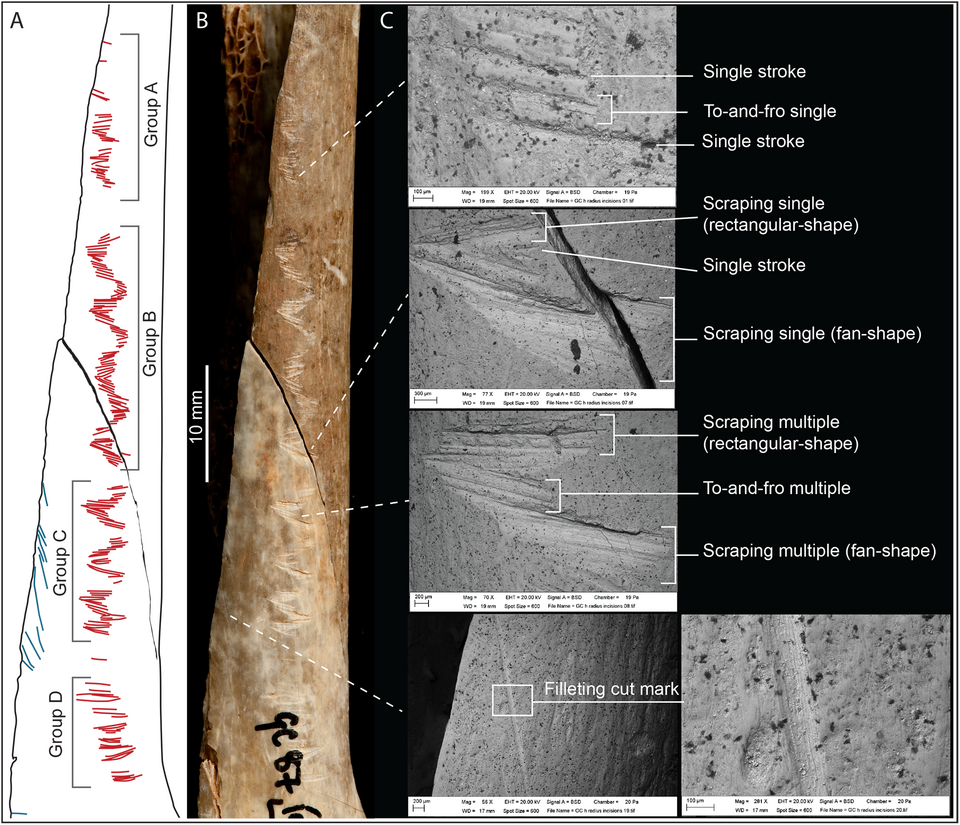 Rayon humain gravé provenant de la grotte de Gough, en Angleterre