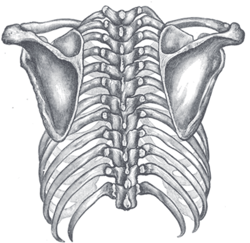 Vue des os du thorax et des épaules de derrière.