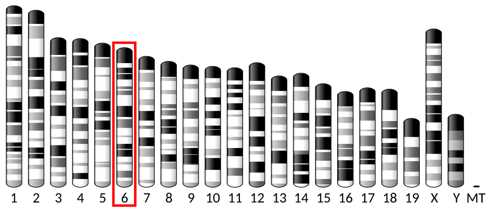 Chromosome 6 (souris)