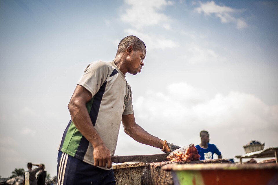 Filetage du poisson en Côte d'Ivoire