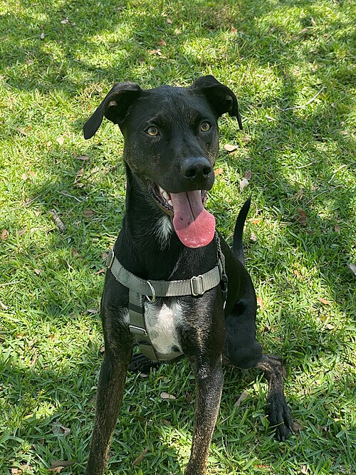 Un chien bâtard américain