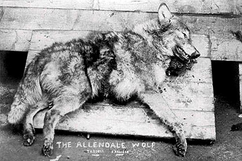 Photographie en noir et blanc d'un loup mort avec « Le loup d'Allendale » écrit en bas