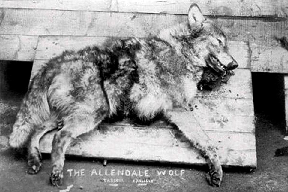 Photographie en noir et blanc d'un loup mort avec l'inscription « Le loup d'Allendale » en bas