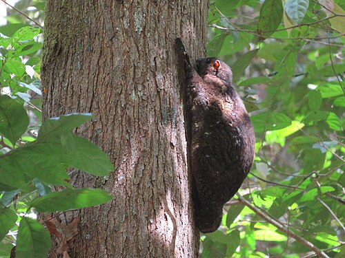 Morph noir d'un colugo volant de Sunda