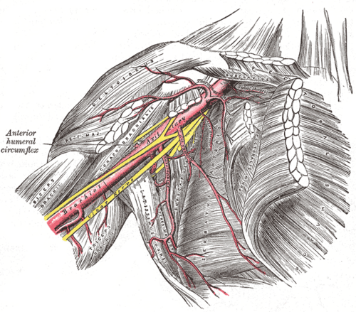 Artère axillaire et ses branches - vue antérieure du membre supérieur droit et du thorax.