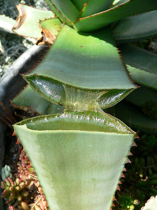 Feuille succulente de stockage d'eau d'Aloe