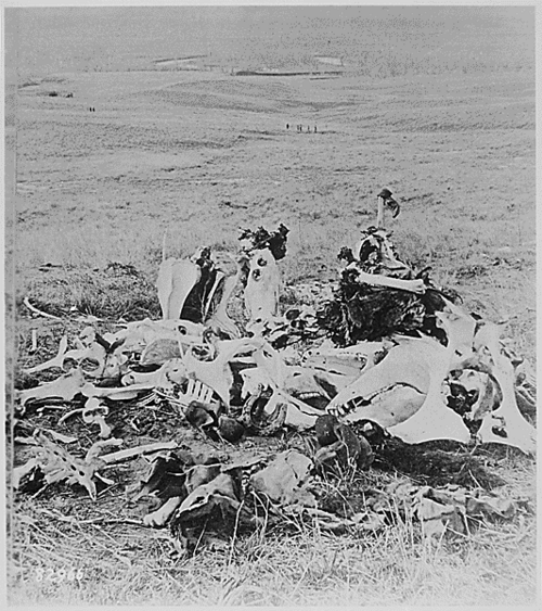 Un tas d'ossements, dont ceux de chevaux de cavalerie, sur le champ de bataille de Little Bighorn, en 1876